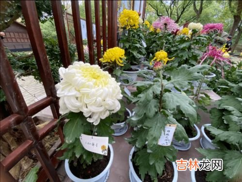 菊花类品种大全,菊花的品种有哪些