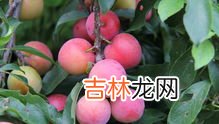 李子一天吃多少为宜,李子吃了是否上火 李子一天最多吃几个