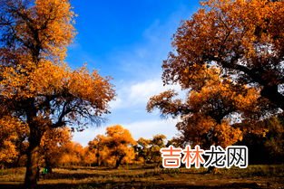 胡杨生长在沙漠吗,胡杨是在什么地方生长的？是什么样的生活环境？