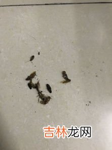 踩死蟑螂然后怎么处理,不小心踩死一只蟑螂，怎么办？