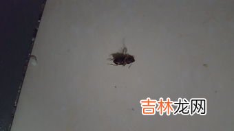 踩死蟑螂然后怎么处理,不小心踩死一只蟑螂,怎么办?