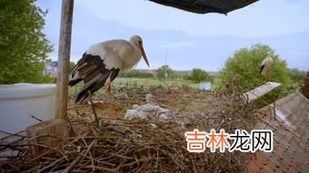 举例说明鸟对人类的贡献,有什么益鸟对人类有贡献