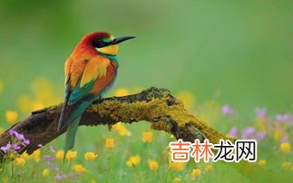 举例说明鸟对人类的贡献,有什么益鸟对人类有贡献