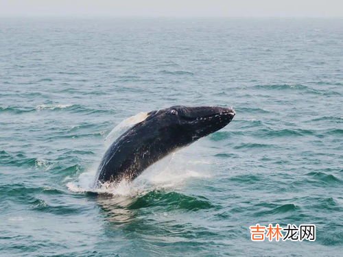 鲸鱼是什么颜色的,虎鲸主要是什么颜色