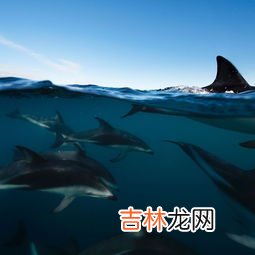 鲸鱼是什么颜色的,虎鲸主要是什么颜色