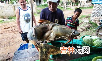 鲶鱼和鮰鱼有什么区别,鲶鱼和t鱼有什么区别