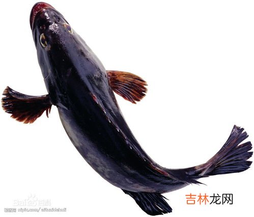 鲶鱼和鮰鱼有什么区别,鲶鱼和t鱼有什么区别