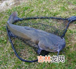 鲶鱼和鮰鱼有什么区别,鲶鱼和t鱼有什么区别