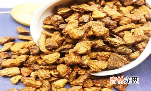 菊苣根的功效和作用,菊苣根茶的功效有哪些 喝菊苣根茶有什么坏处