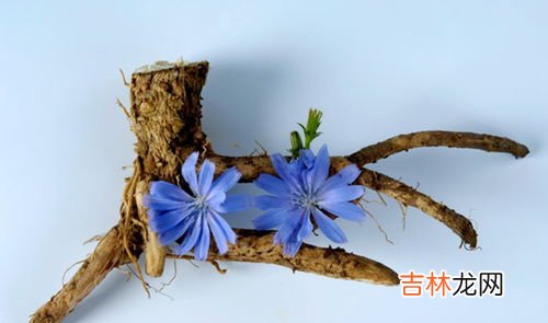菊苣根的功效和作用,菊苣根茶的功效有哪些 喝菊苣根茶有什么坏处