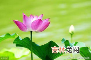 莲子的诗句,描写莲子甘和苦的诗句