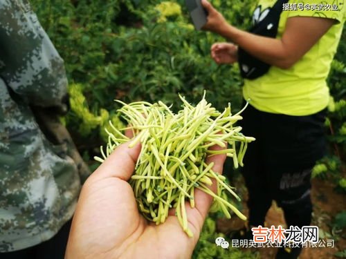 金银花的种植方法,金银花怎样种植