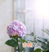 出差家里的花怎么办,要出差一个月，家里的花没人浇水怎么办？