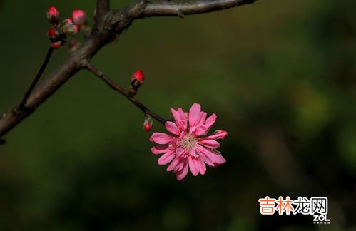 菊花桃的功效与作用,扁桃斑鸠菊功效和作用