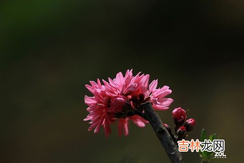 菊花桃的功效与作用,扁桃斑鸠菊功效和作用
