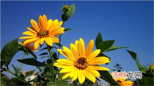 菊芋精粉有什么功效,菊粉的功效有哪些？