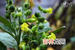 菊芋精粉有什么功效,菊粉的功效有哪些？