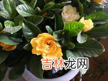 藏红花花苞带叶子能泡水吗,藏红花叶子怎么吃