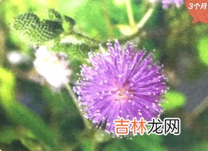 藏红花花苞带叶子能泡水吗,藏红花叶子怎么吃