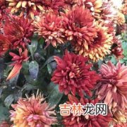 菊花的特点,菊花的特点是什么?