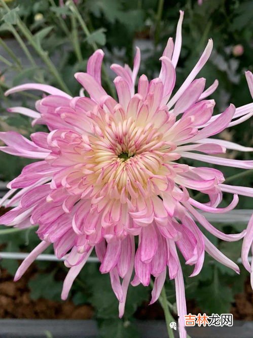 菊花的特点,菊花的特点是什么?