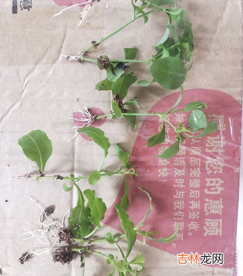 蓝雪花怎么取枝扦插,蓝雪花怎么扦插