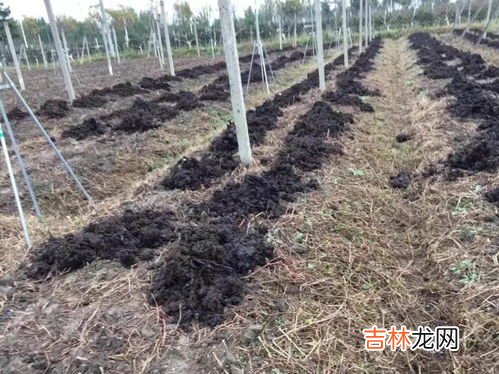 蓝莓树怎么繁殖,蓝莓树苗需要嫁接吗