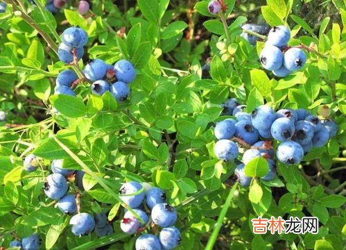 蓝莓树怎么繁殖,蓝莓树苗需要嫁接吗