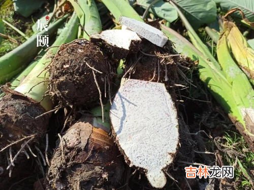 荔浦芋头怎么种植,荔浦芋头的种植方法与时间，应该注意哪些呢？