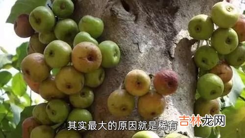 藜的营养价值,梨子的营养价值和功效作用？