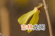 连翘种类图片大全,连翘常见的几个品种