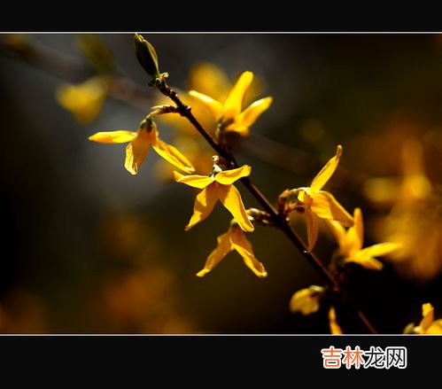 连翘种类图片大全,连翘常见的几个品种