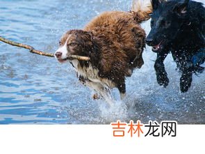 被恶犬袭击该怎么办,被狗狗攻击时，有什么办法化解？