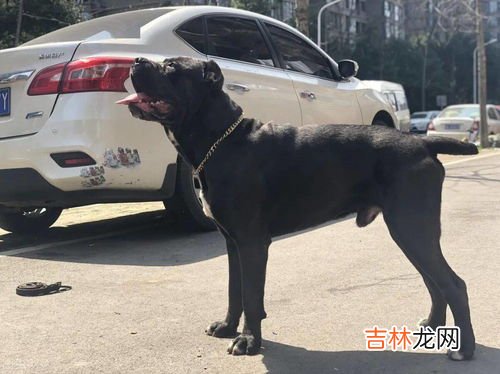 被恶犬袭击该怎么办,被狗狗攻击时，有什么办法化解？