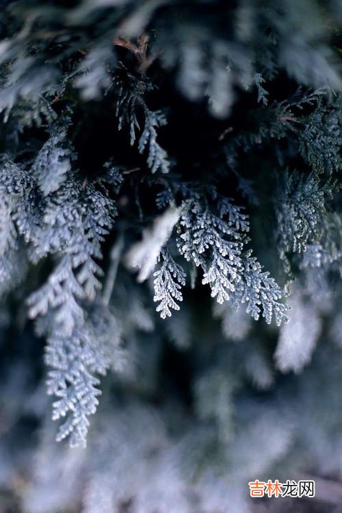 阔叶树针叶树各有哪些,针叶树和阔叶树分别有哪些？