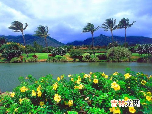 阔叶树针叶树各有哪些,针叶树和阔叶树分别有哪些？