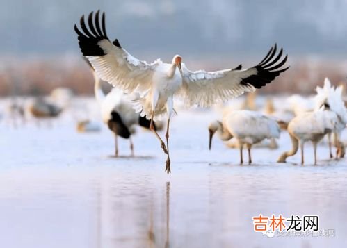 白鹤有几条腿,白鹤的腿有多少厘米？
