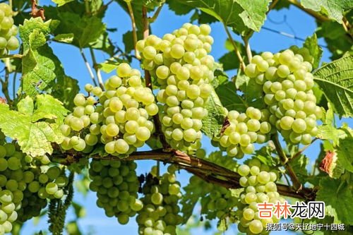 香蕉可以和葡萄一起吃吗,香蕉和葡萄能一起吃吗 香蕉能和葡萄一块吃吗