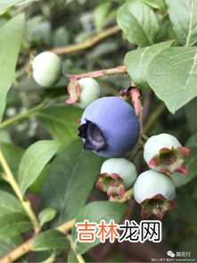 蓝莓的种植方法和时间 蓝莓花坐果与没坐果区别,蓝莓怎样种植