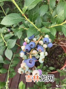 蓝莓的种植方法和时间 蓝莓花坐果与没坐果区别,蓝莓怎样种植