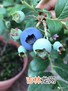 蓝莓的种植方法和时间 蓝莓花坐果与没坐果区别,蓝莓怎样种植