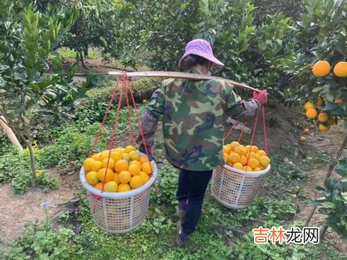 一个脐橙大约多少克,一个橙子有多沉
