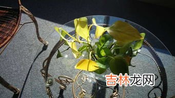 菊花出现黄叶该怎么办,菊花叶子黄了怎么恢复