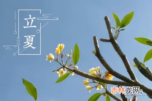 立夏的习俗适合夏天喝的茶有哪些,立夏喝什么茶