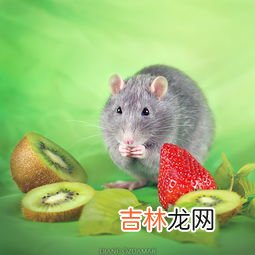 老鼠怕什么气味和东西,老鼠怕什么气味