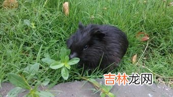 老鼠怕什么气味和东西,老鼠怕什么气味