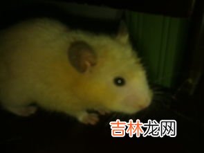 老鼠怕什么气味和东西,老鼠怕什么气味