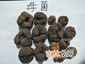 黑松露长什么样,什么是黑松露