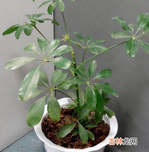 莲花掌怎么扦插,莲花掌的养殖方法和注意事项