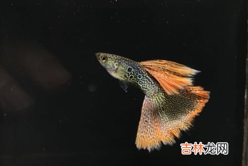 孔雀鱼多久繁殖一次,孔雀鱼多久繁殖一次